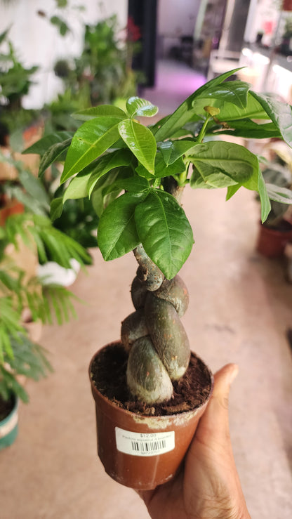 Pachira aquatica 3 braided S