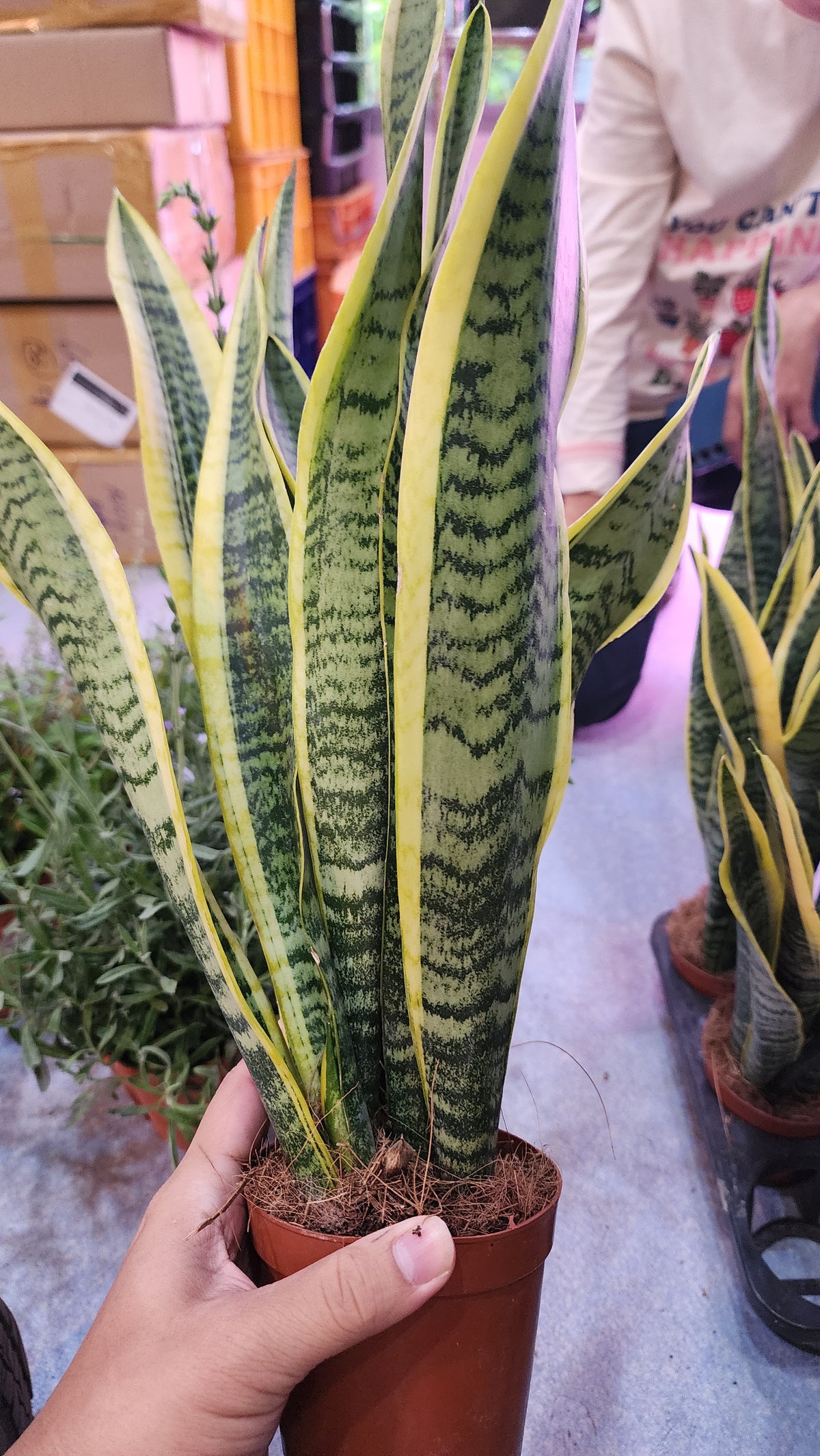 Sanseveria Snake plant M