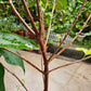 Sugar Green Jambu Soc Trang