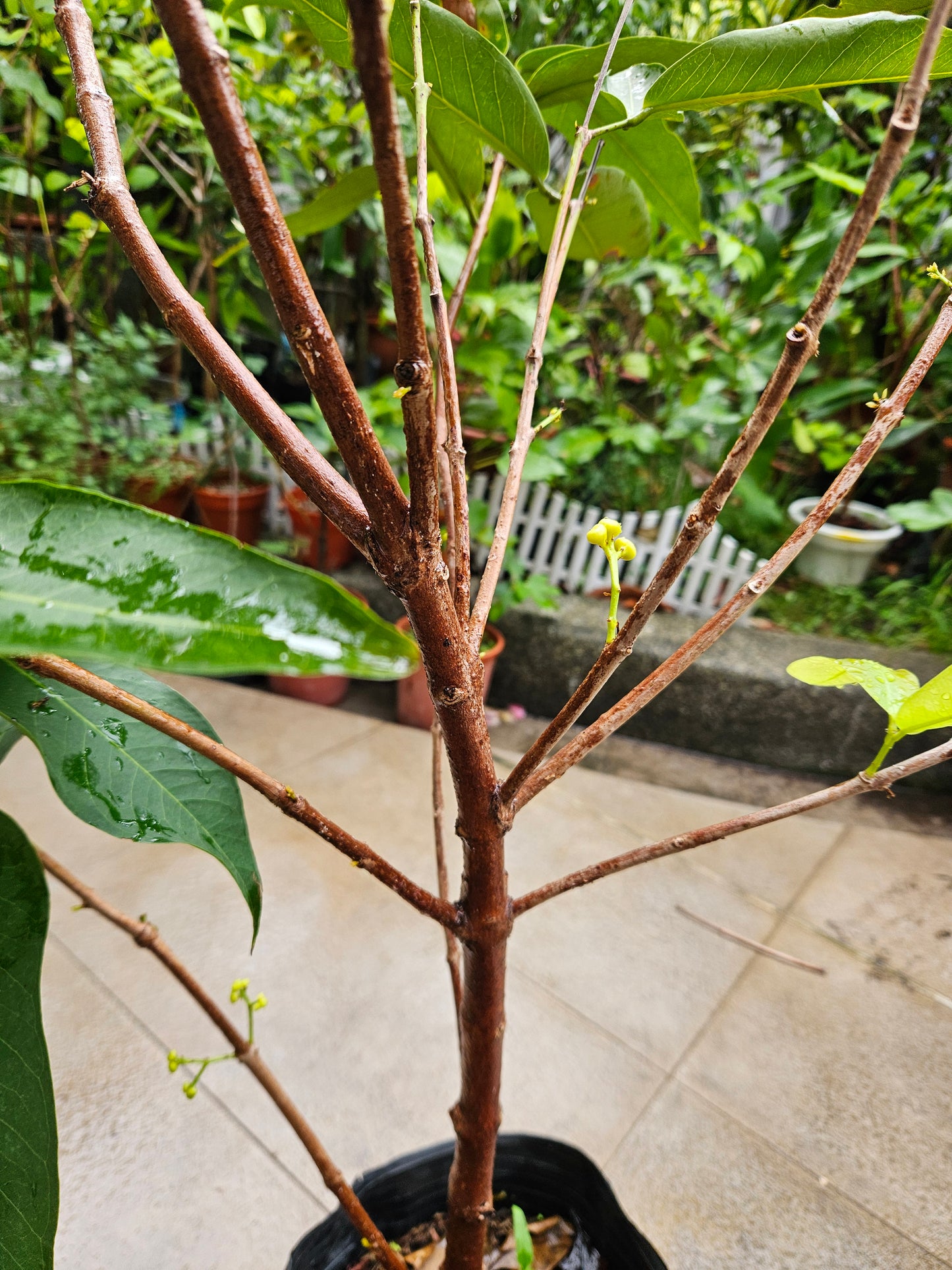 Sugar Green Jambu Soc Trang