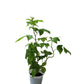Raspberry Plant