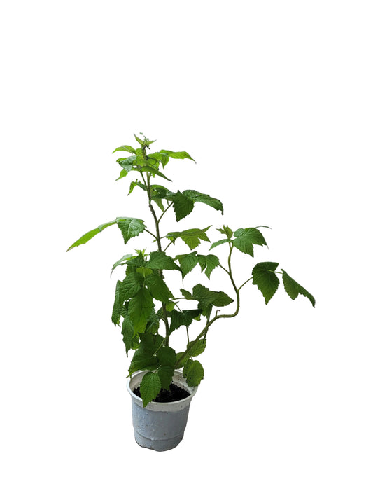 Raspberry Plant