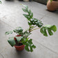 Monstera Ginny