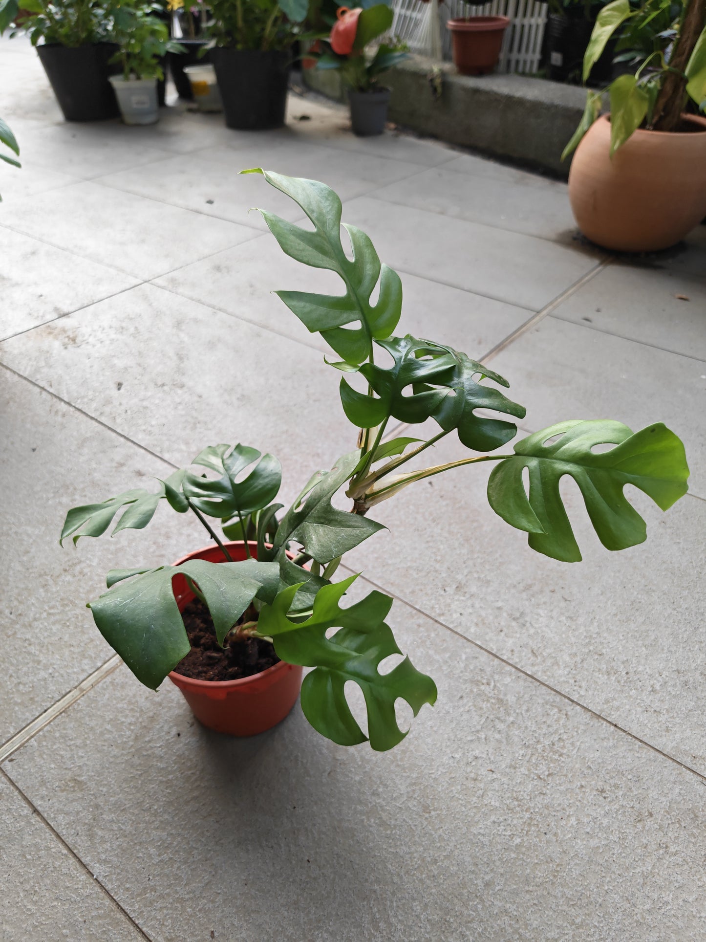 Monstera Ginny
