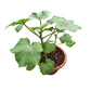 Okra ladies' finger plant