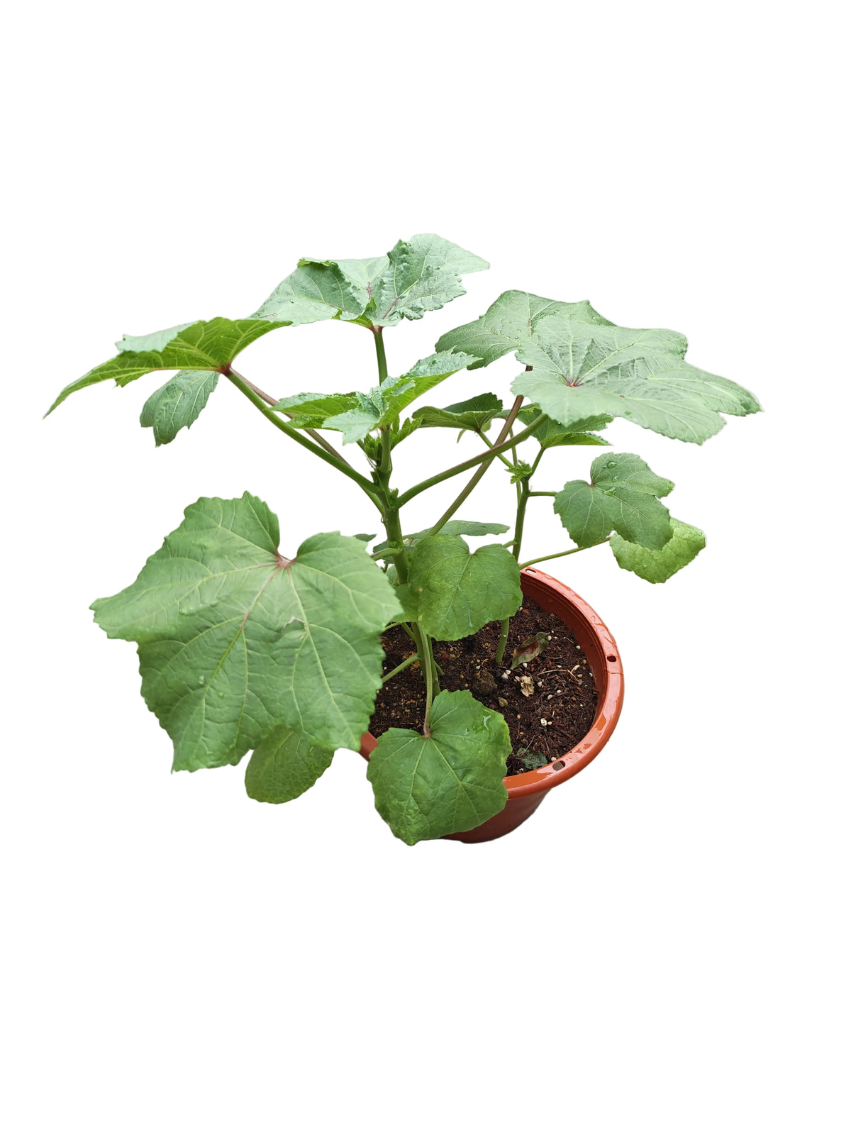 Okra ladies' finger plant