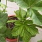 Okra ladies' finger plant