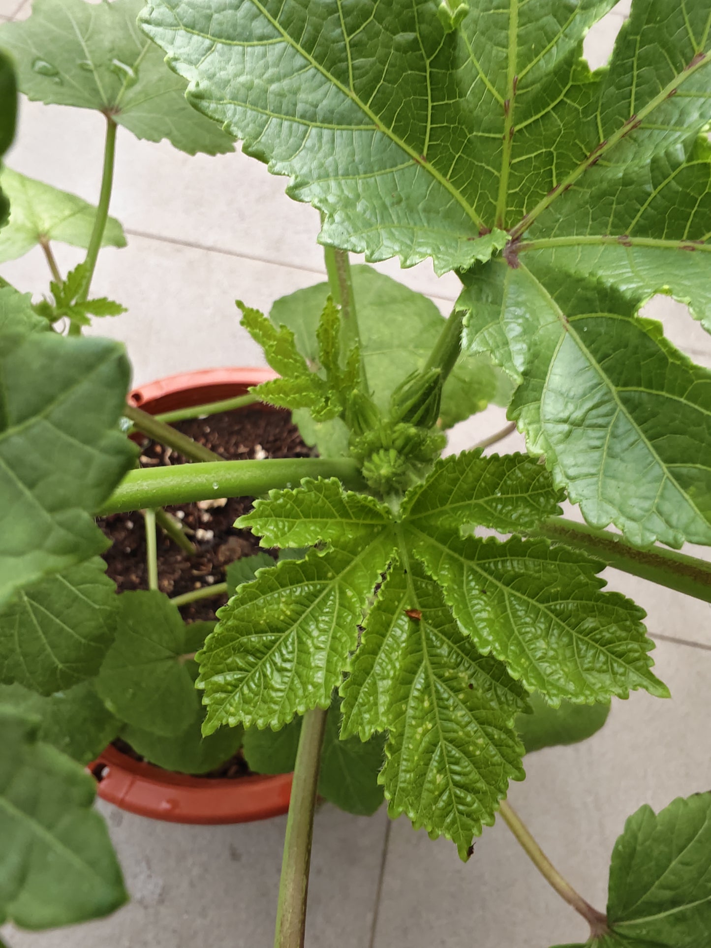 Okra ladies' finger plant