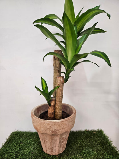 Dracaena fragrans Iron Tree