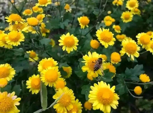 Chrysanthemum plant