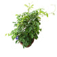 Clitoria ternatea (Blue Pea) 蝴蝶花⾖(22cm H.pot
