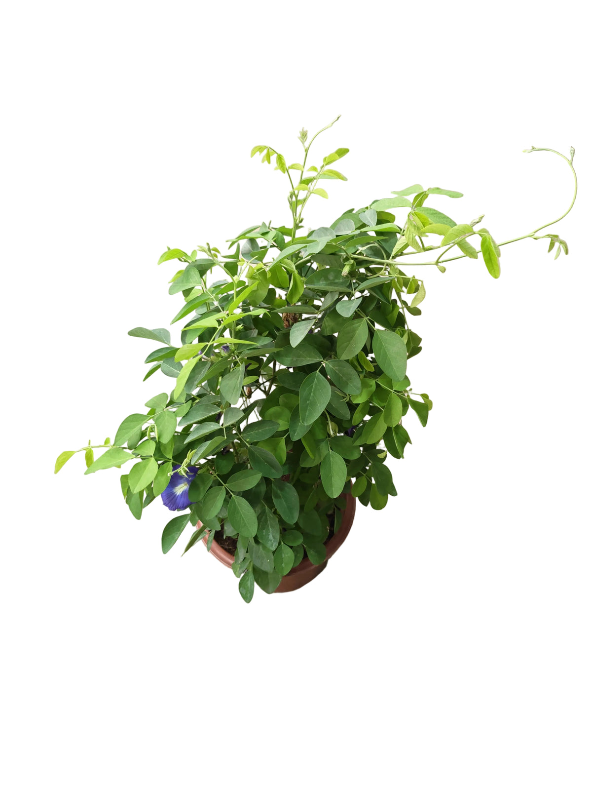 Clitoria ternatea (Blue Pea) 蝴蝶花⾖(22cm H.pot