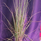 Citronella