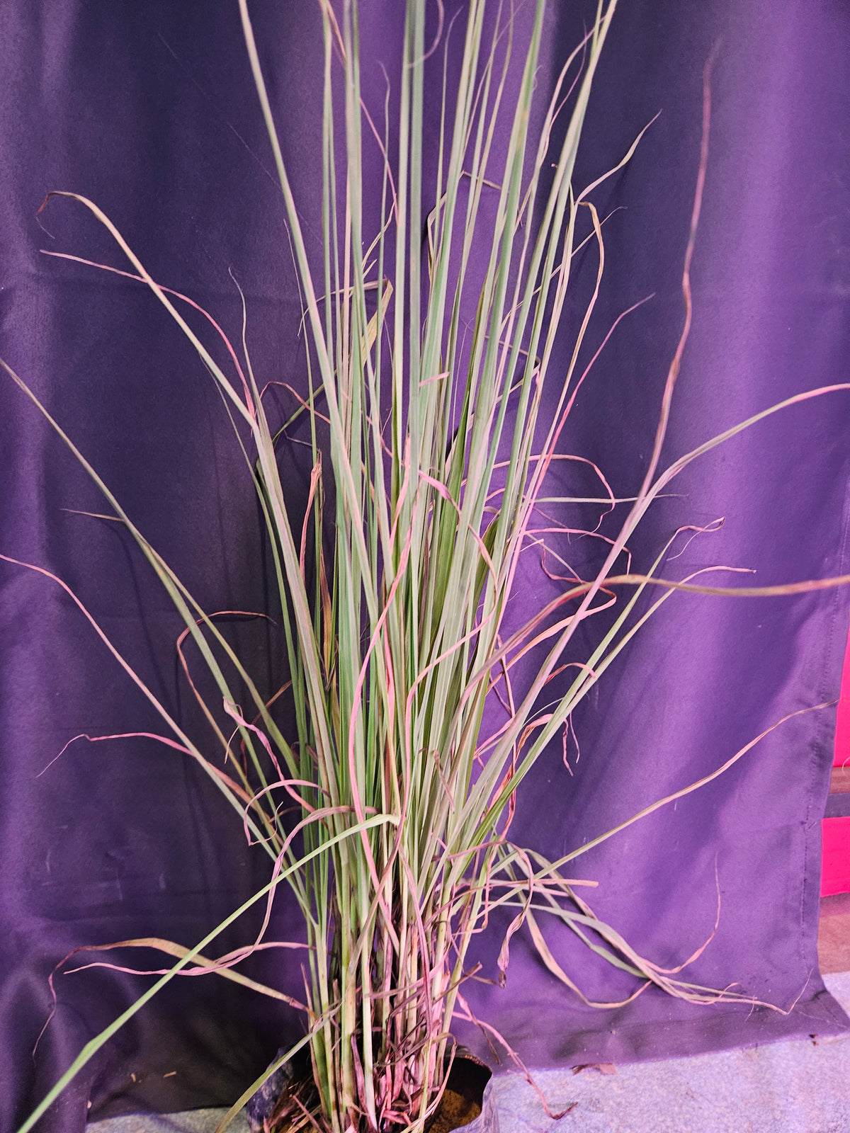 Citronella