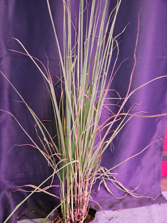 Citronella