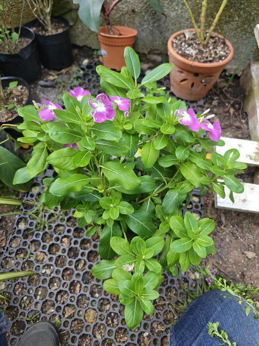 Periwinkle Assorted colors