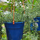 Creeping rosemary