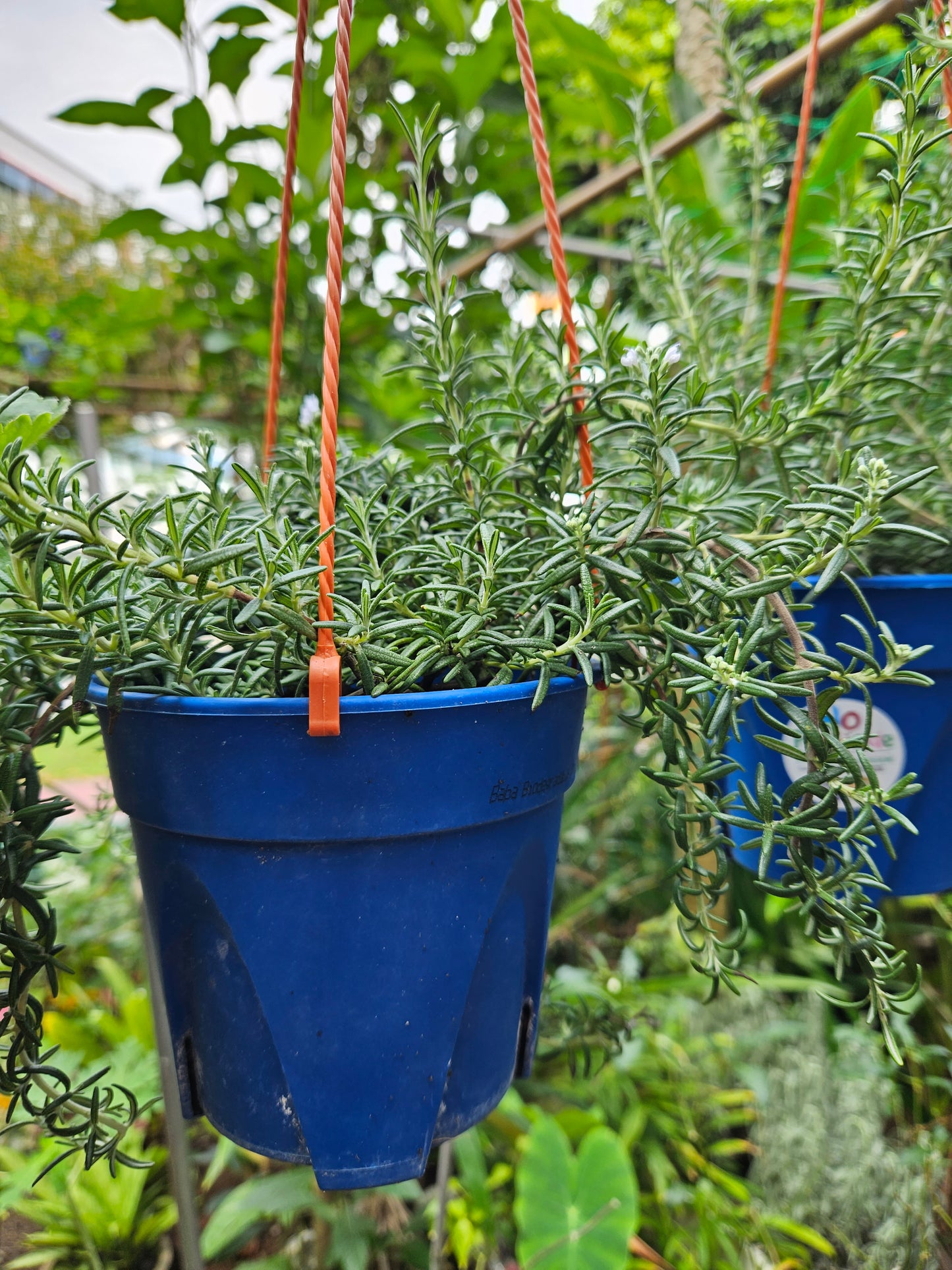 Creeping rosemary