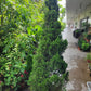 Jupinerus Christmas tree 1.8m