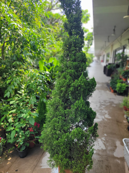 Jupinerus Christmas tree 1.8m