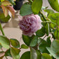 Rainy Blue Rose