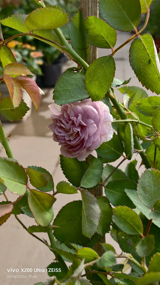 Rainy Blue Rose