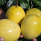 Sweet golden passion fruit