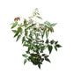 Azadirachta Indica (Neem)