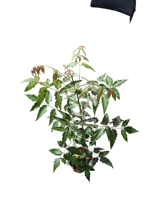 Azadirachta Indica (Neem)