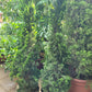 Juniper us 0.8-1m