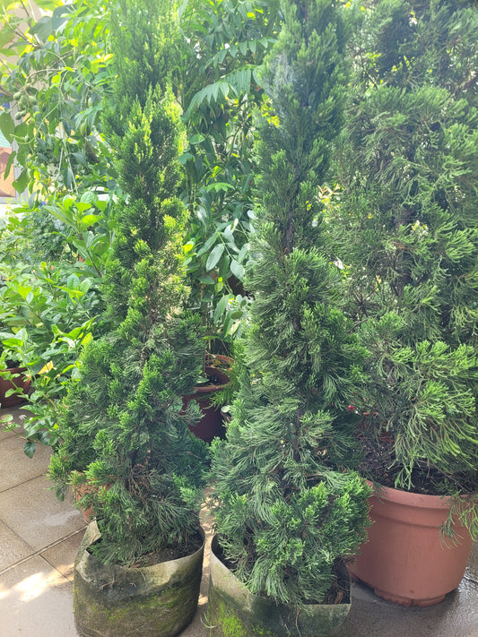 Juniper us 0.8-1m