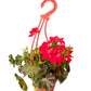 Geranium (Assorted)