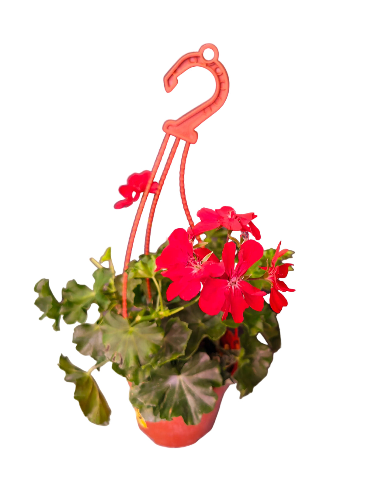 Geranium (Assorted)