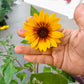 Forever blooming sunflower (Bear Eye)