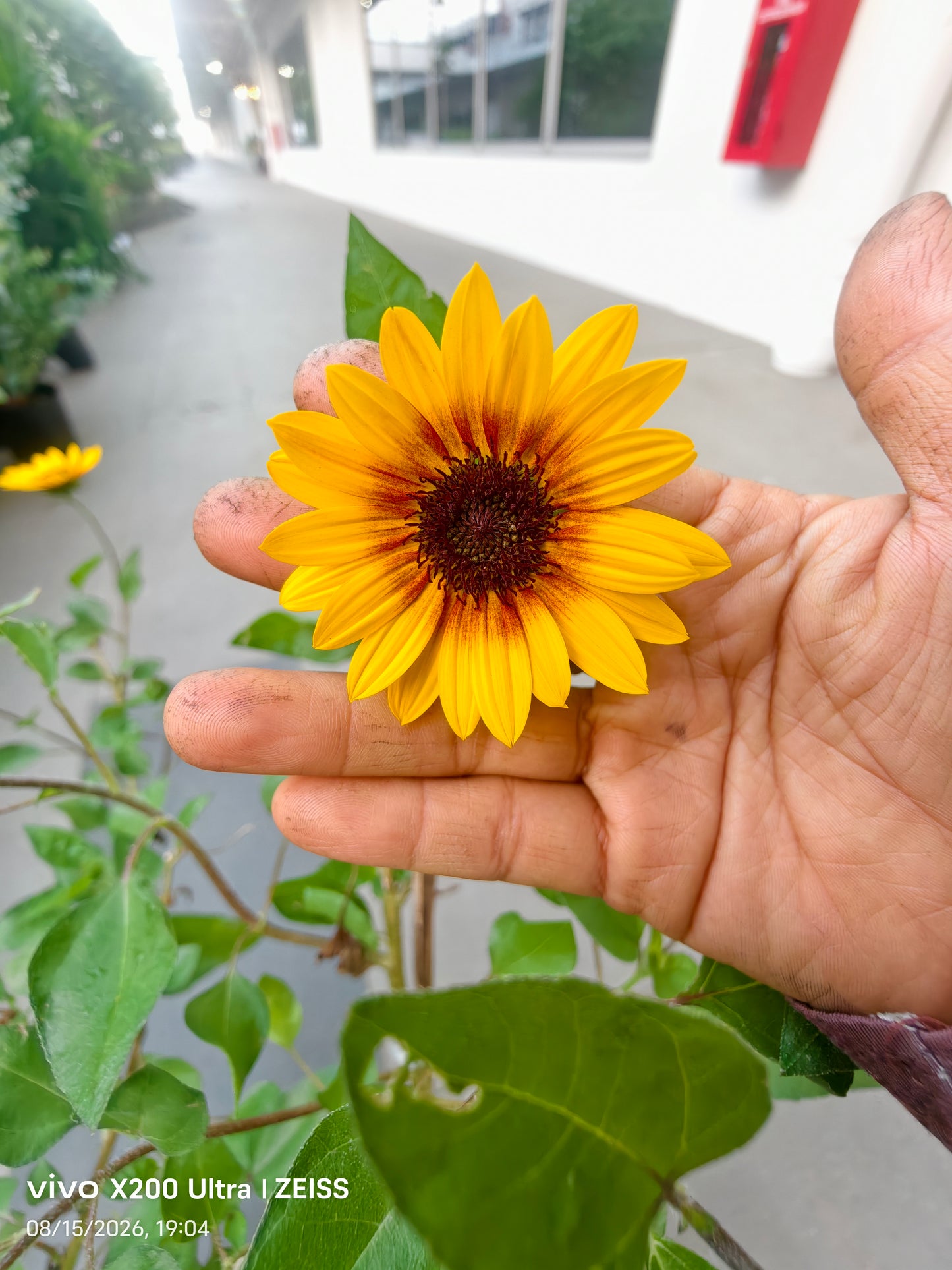 Forever blooming sunflower (Bear Eye)