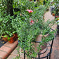 Creeping rosemary