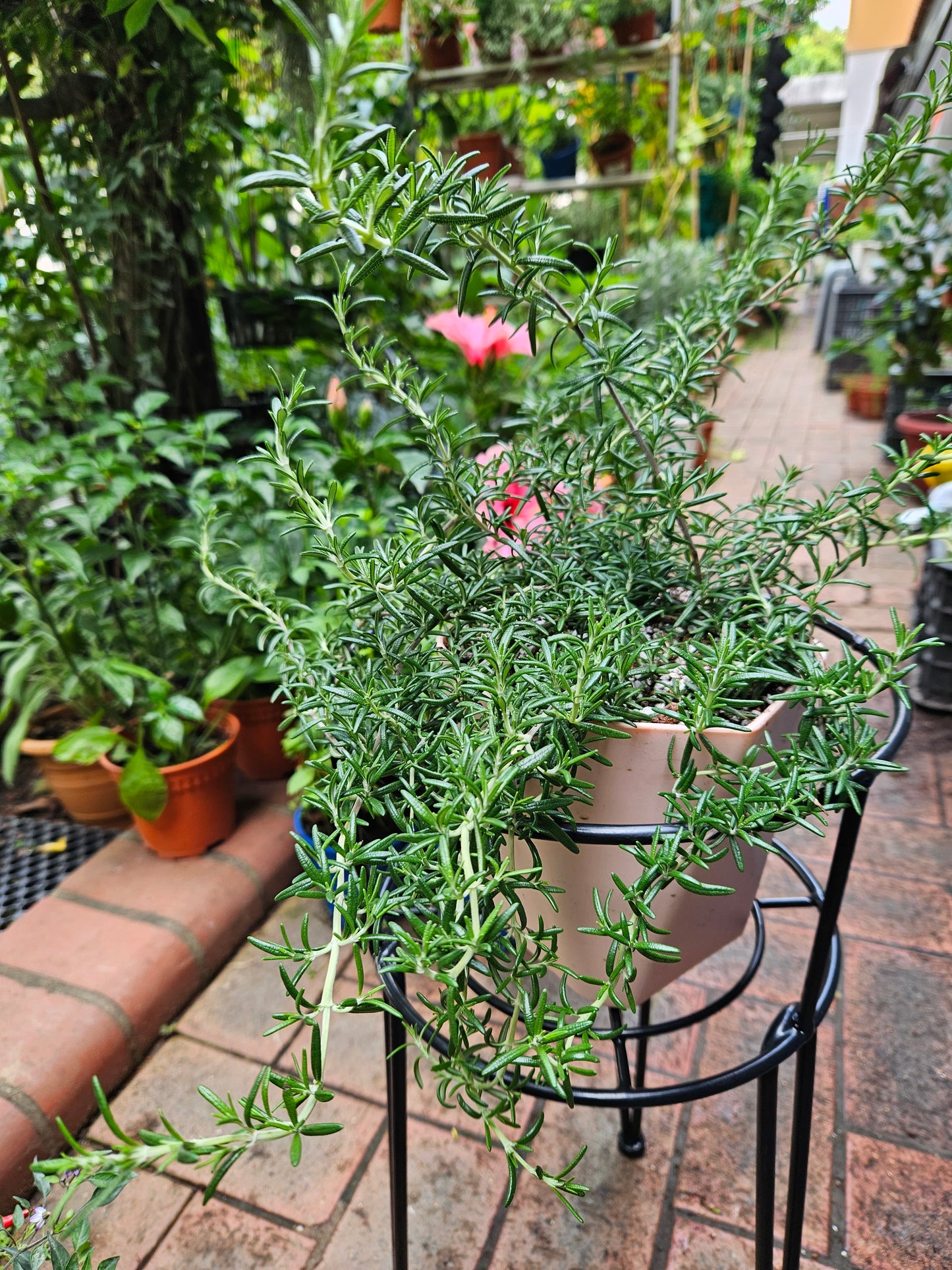 Creeping rosemary