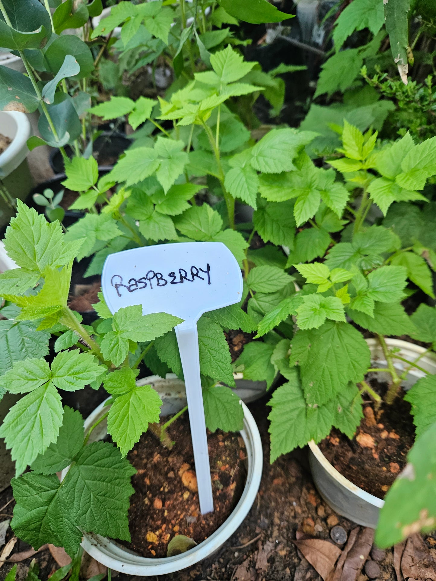 Raspberry Plant