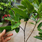 Sugar Green Jambu Soc Trang