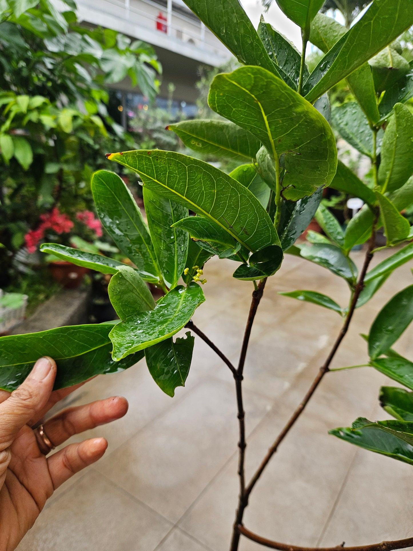 Sugar Green Jambu Soc Trang