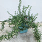 Creeping rosemary