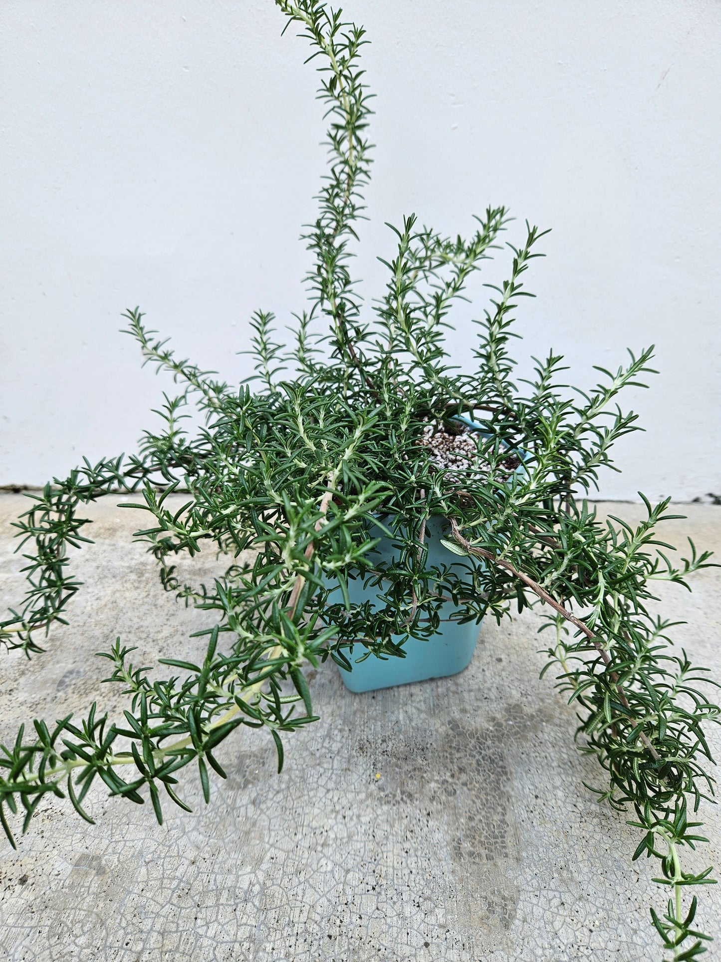 Creeping rosemary