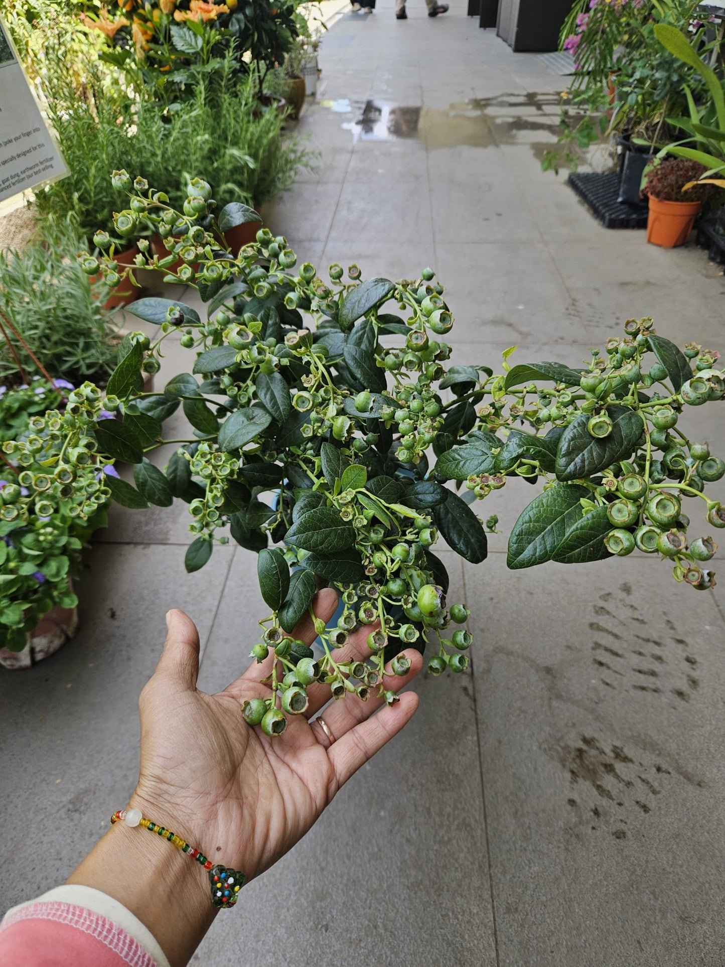 Heat Resistant Four Season Blueberry Jumbo fruit size