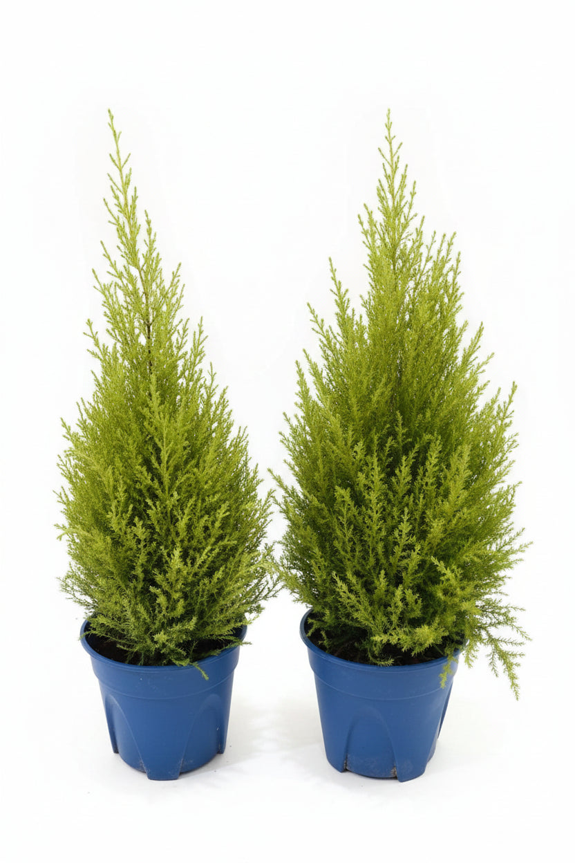 Lemon cypress