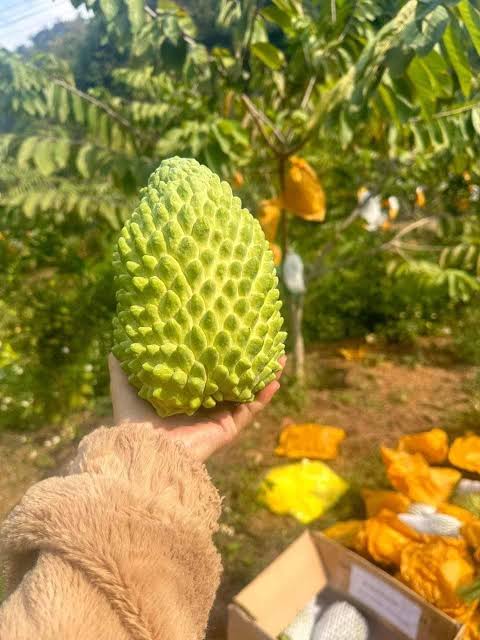 Durian Custard Apple
