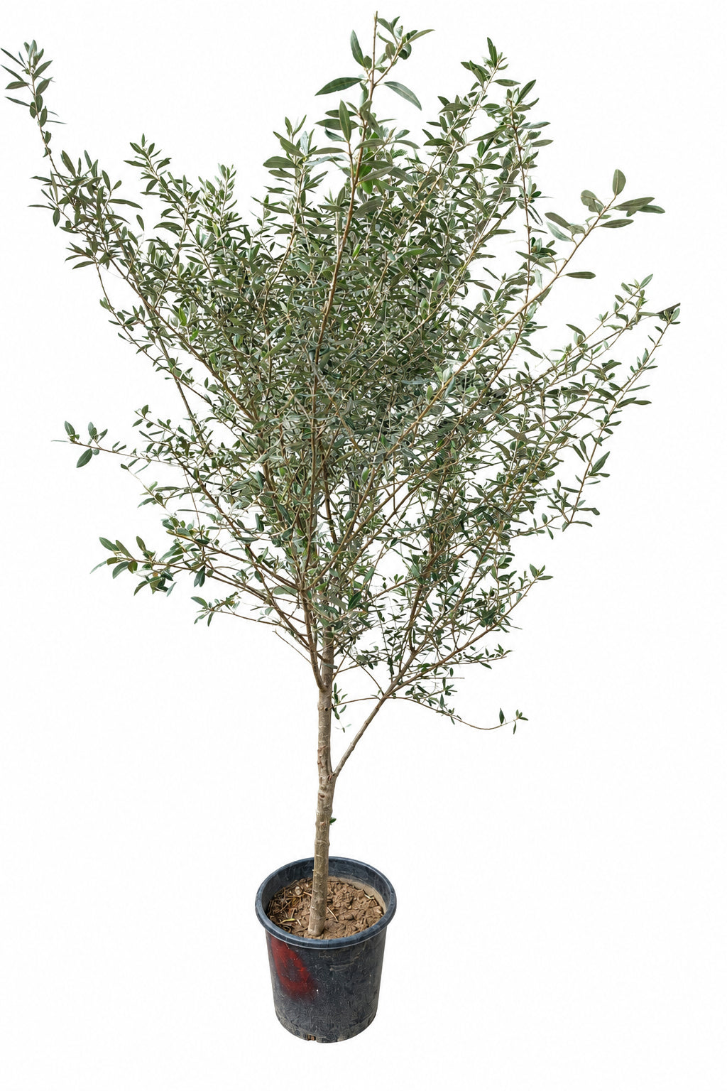 Europe Imported Olive 2.5mH