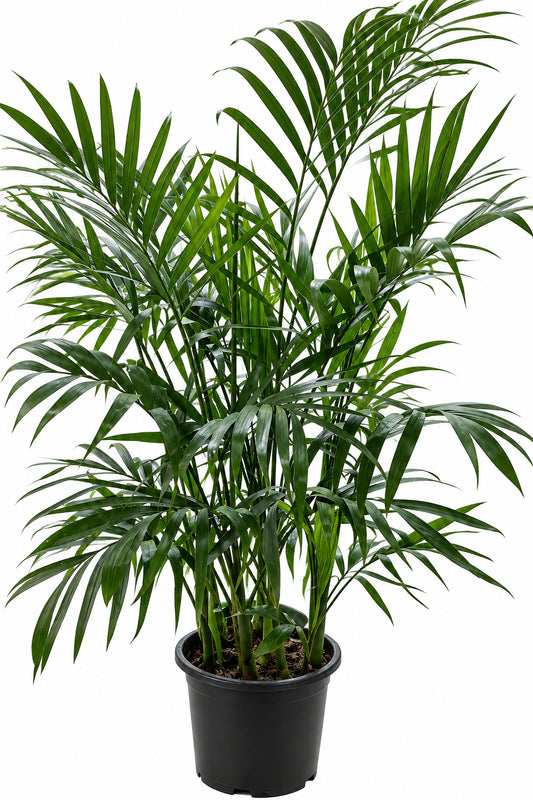 Bamboo Palm