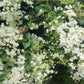 Japan Bridal Vine
