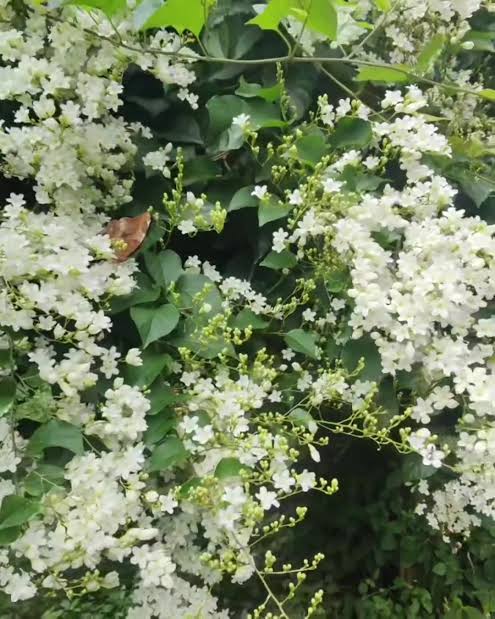 Japan Bridal Vine