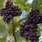 Black Magic Grapes